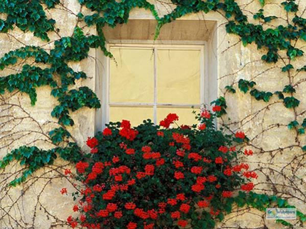 Vines and Flowers Brixen Italy
