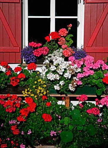 Window flowers 01 big